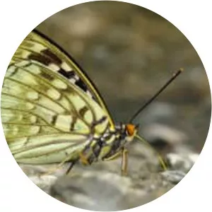 Great purple emperor