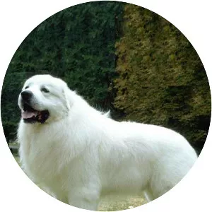 Great Pyrenees
