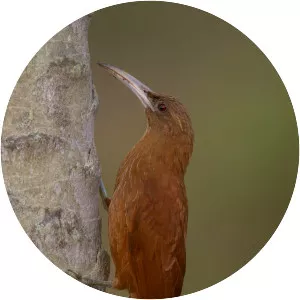 Great rufous woodcreeper - Bird