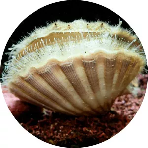 Great scallop