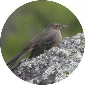 Great shrike-tyrant - Bird