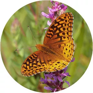 Great spangled fritillary