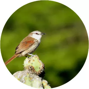 Great spinetail - Bird
