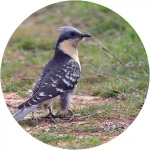 Great spotted cuckoo