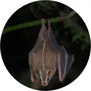 Great stripe-faced bat