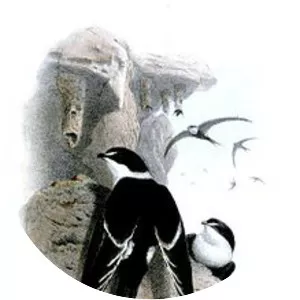 Great swallow-tailed swift - 