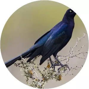 Great-tailed grackle - Birds