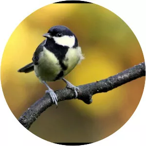 Great tit