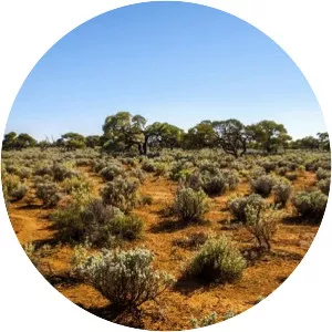 Great Victoria Desert - 