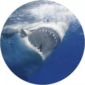Great White Shark