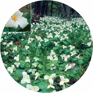 Great white trillium