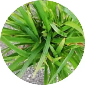 Great wood-rush - Plants