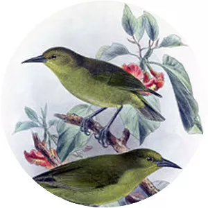 Greater ʻamakihi