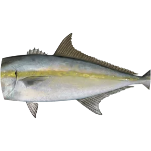 Greater amberjack