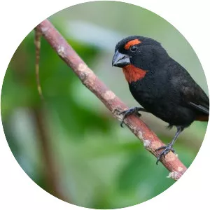 Greater Antillean bullfinch