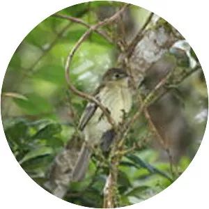 Greater Antillean elaenia - Bird