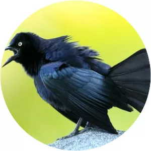 Greater Antillean grackle - Bird