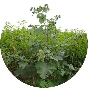 Greater burdock