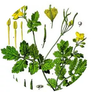 Greater celandine