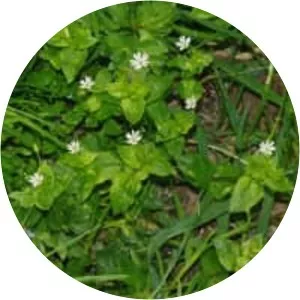 Greater chickweed