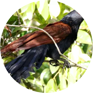 Greater coucal