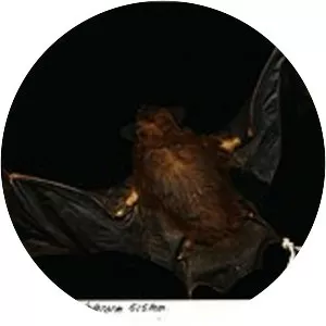 Greater dog-like bat - Animal