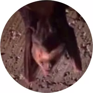 Greater false vampire bat photograph
