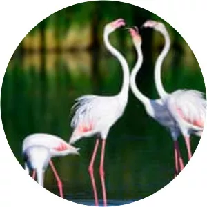 Greater flamingo