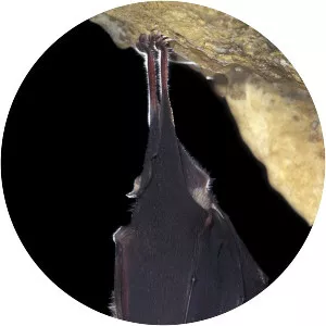 Greater horseshoe bat