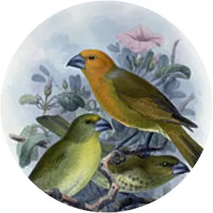 Greater koa finch