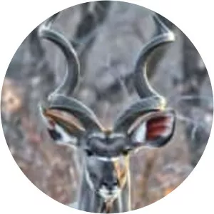 Greater kudu (Büyük kudu)