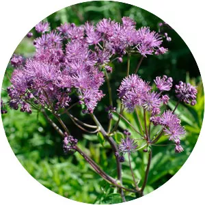 Greater meadow-rue - Plants