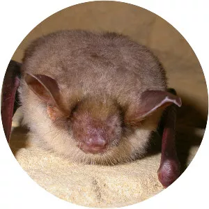 Greater mouse-eared bat - Animal