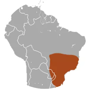 Greater naked-tailed armadillo - Animal