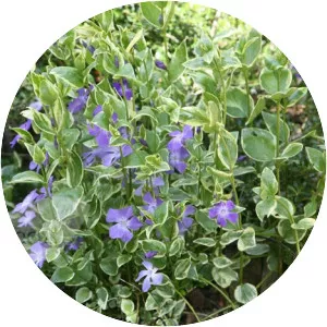 Greater periwinkle - Plants