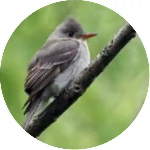 Greater pewee