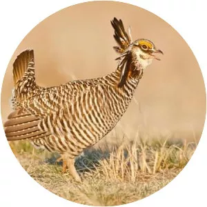 Greater prairie chicken