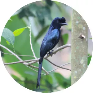 Greater racket-tailed drongo