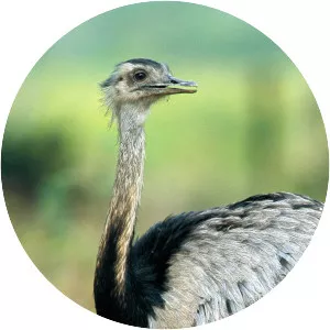 Greater rhea photograph