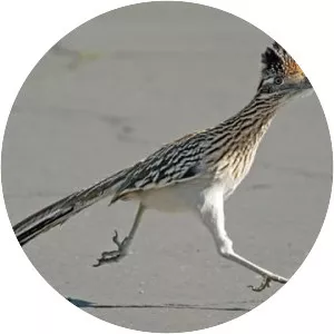 Greater roadrunner