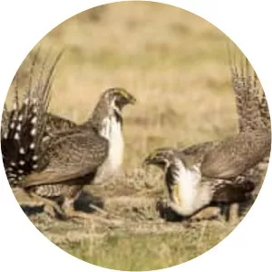 Greater sage-grouse