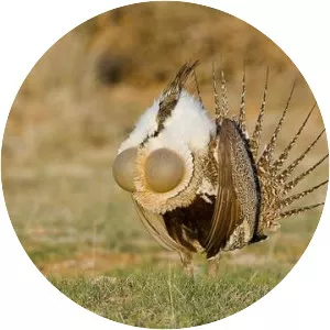 Greater sagegrouse