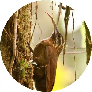 Greater scythebill - Bird