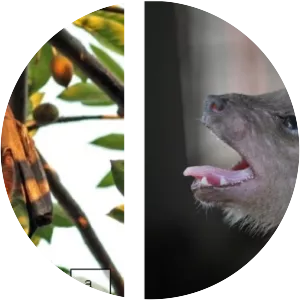 Greater short-nosed fruit bat - Animal