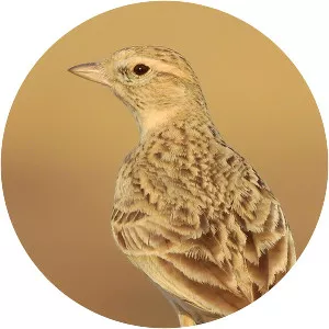 Greater short-toed lark - Birds