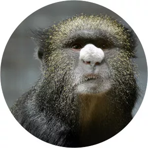 Greater spot-nosed monkey