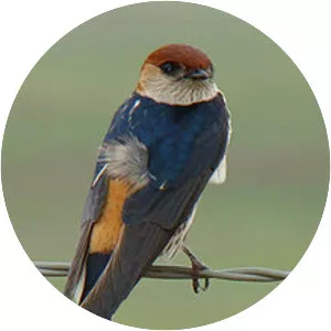 Greater striped swallow - Bird