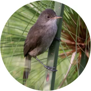Greater swamp warbler