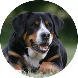 Greater Swiss Mountain Dog