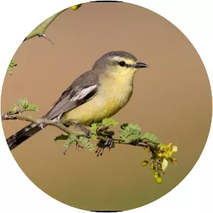 Greater wagtail-tyrant - Bird